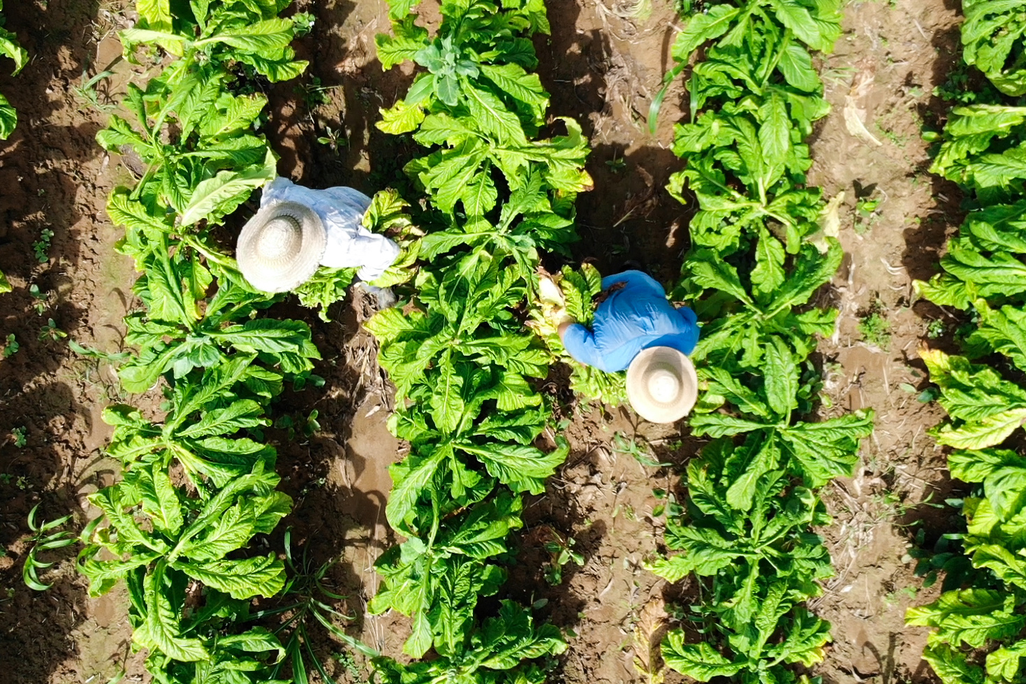 vidas-tragadas-vitor-shimomura-documentário-fotografia