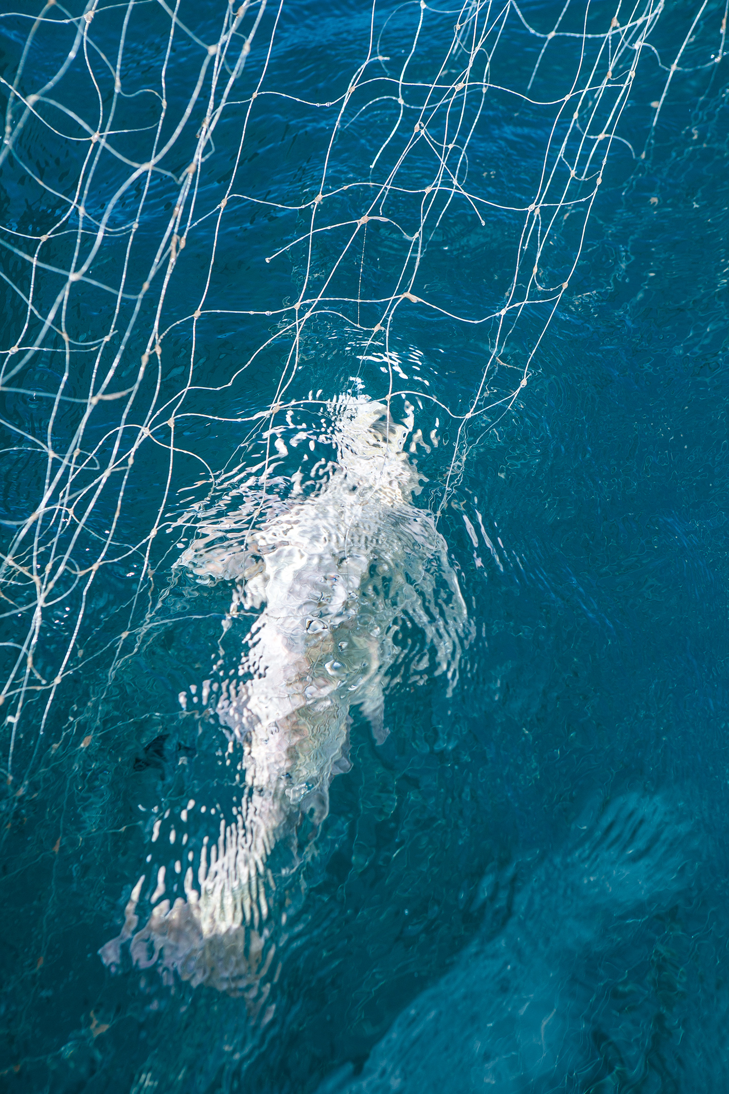 ronco-da-corvina-vitor-shimomura-documentario-fotografia