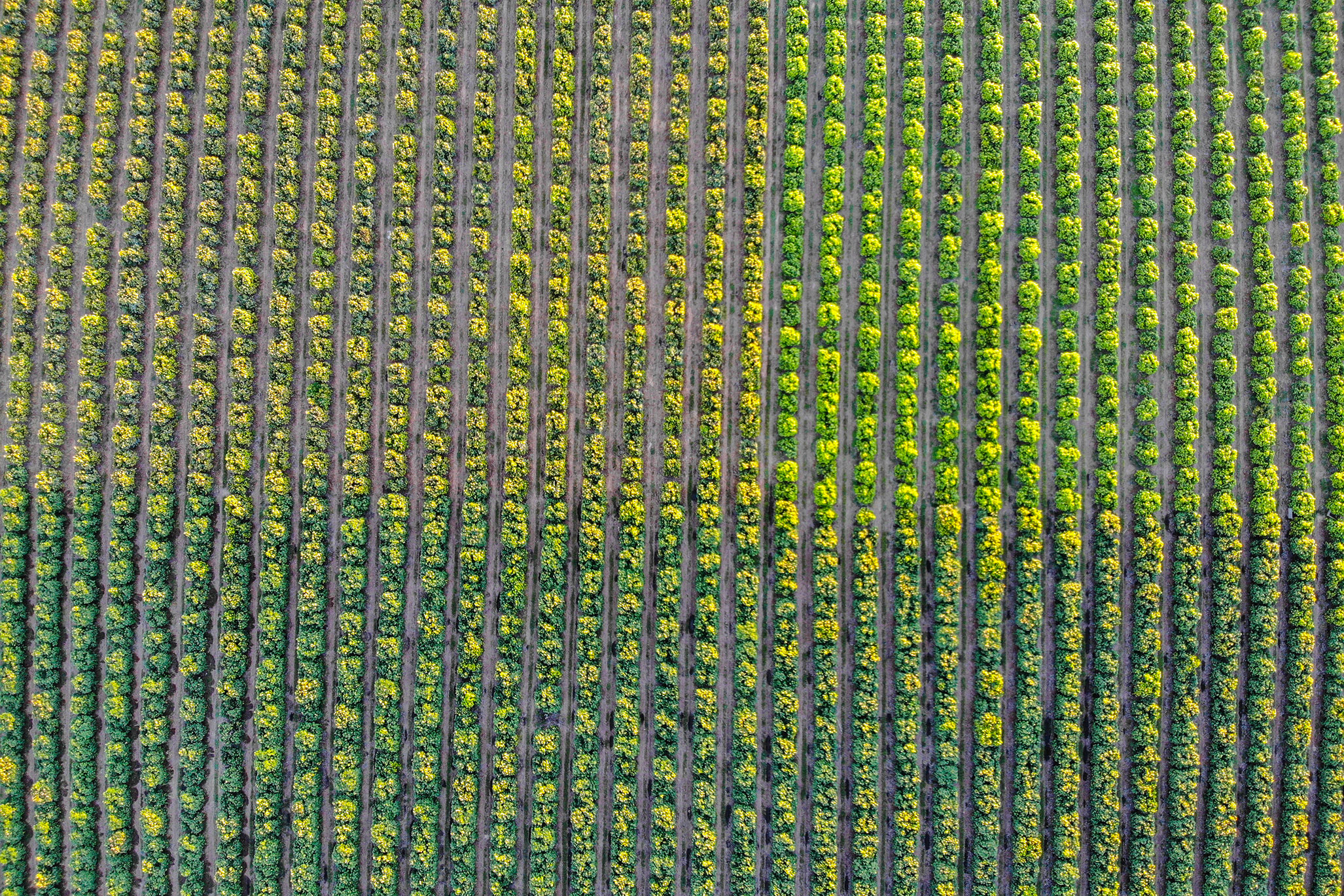 frutas-doces-vidas-amargas-vitor-shimomura-documentario-fotografia