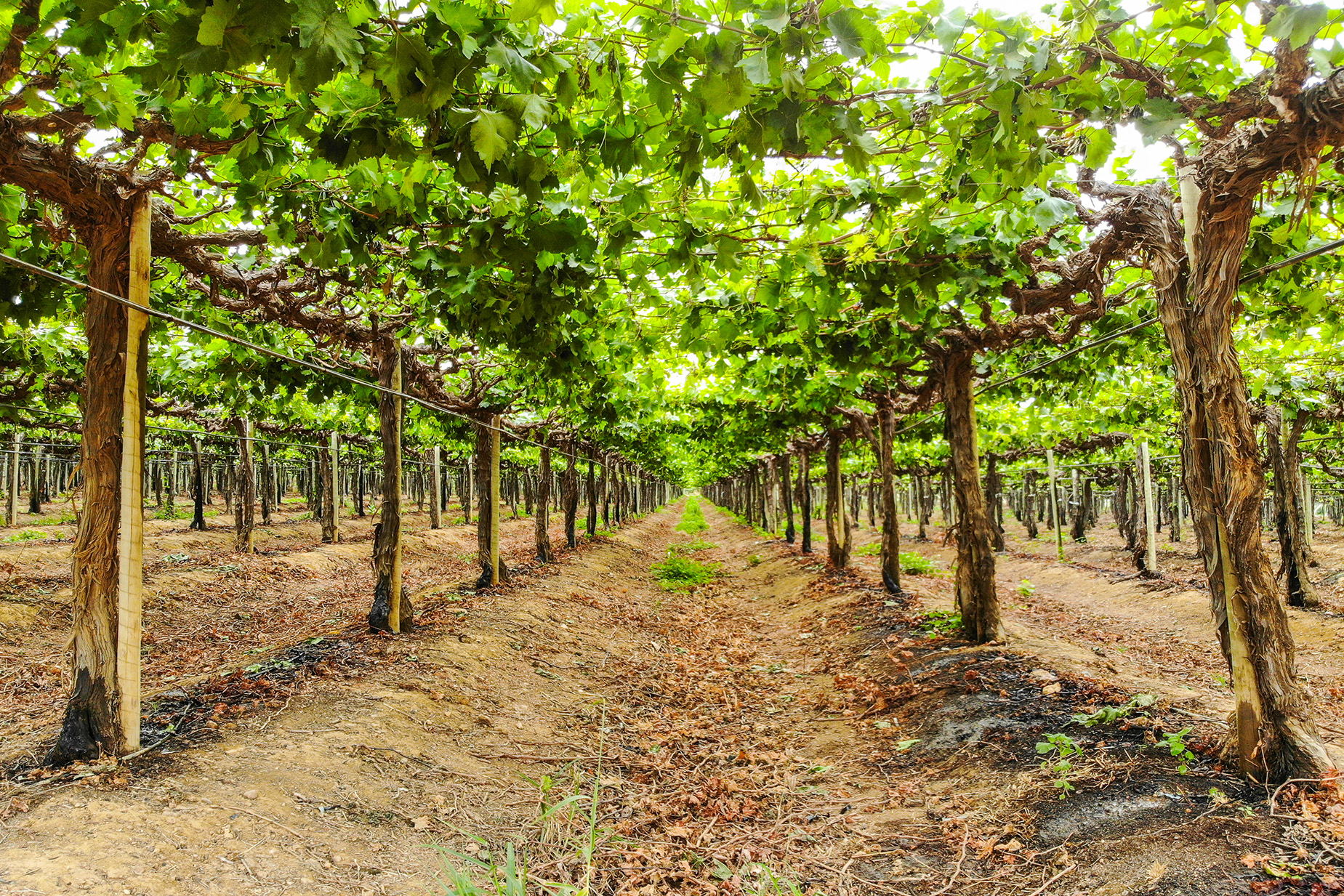 frutas-doces-vidas-amargas-vitor-shimomura-documentario-fotografia