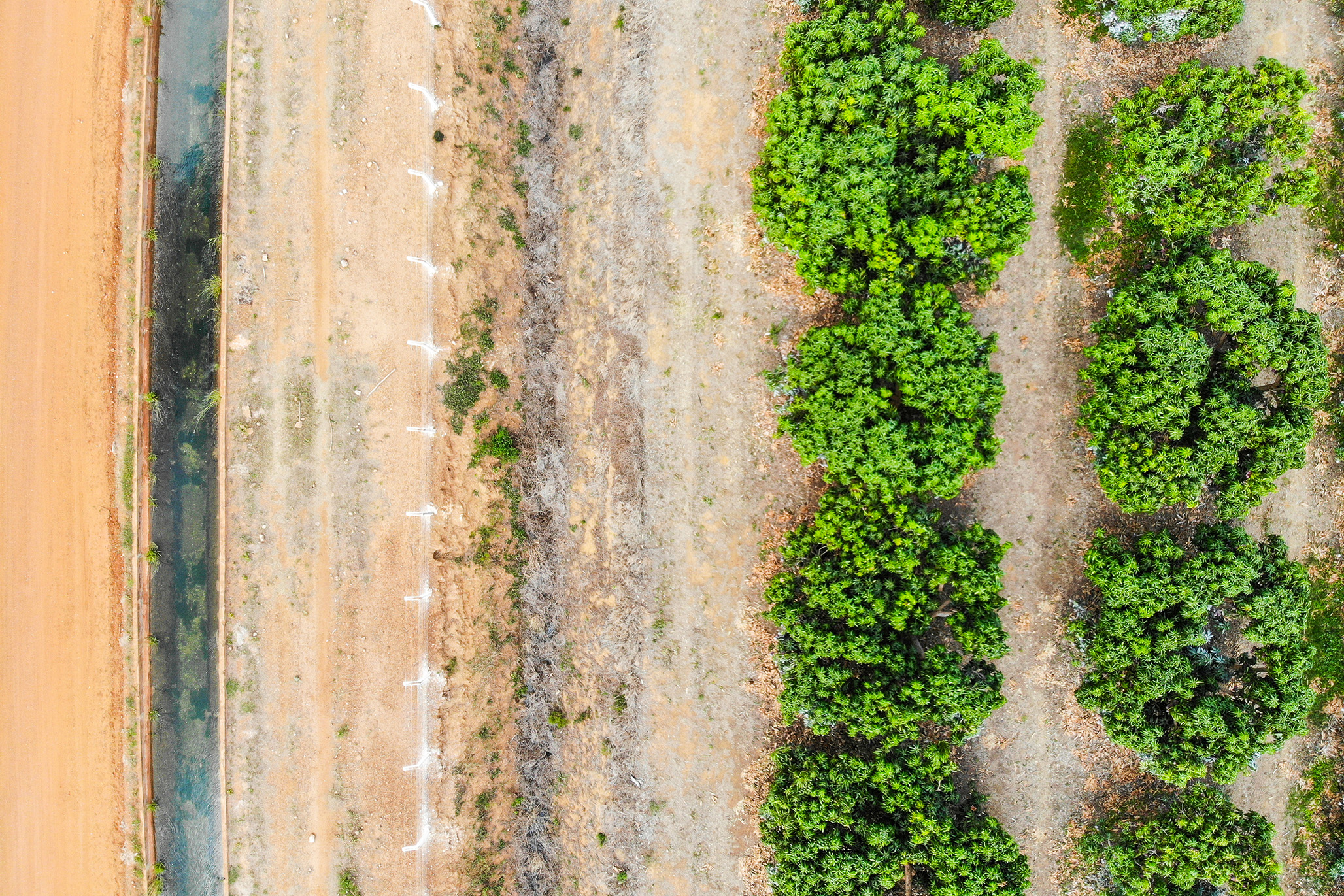 frutas-doces-vidas-amargas-vitor-shimomura-documentario-fotografia