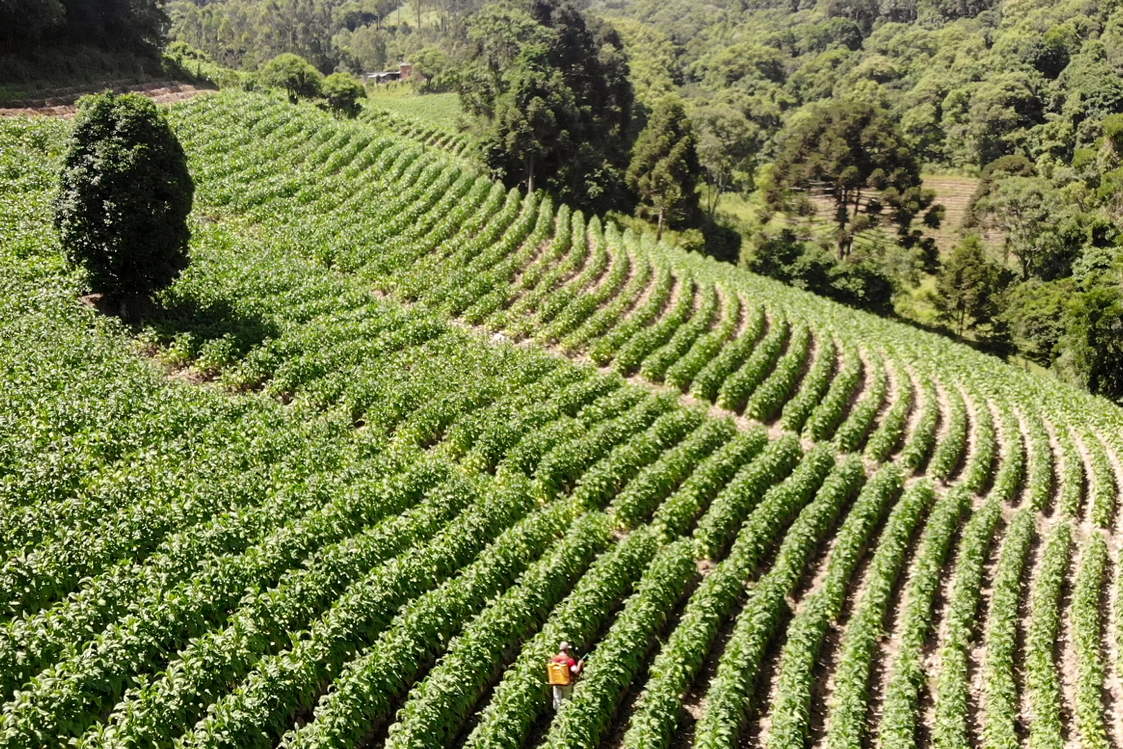 vidas-tragadas-vitor-shimomura-documentário-fotografia