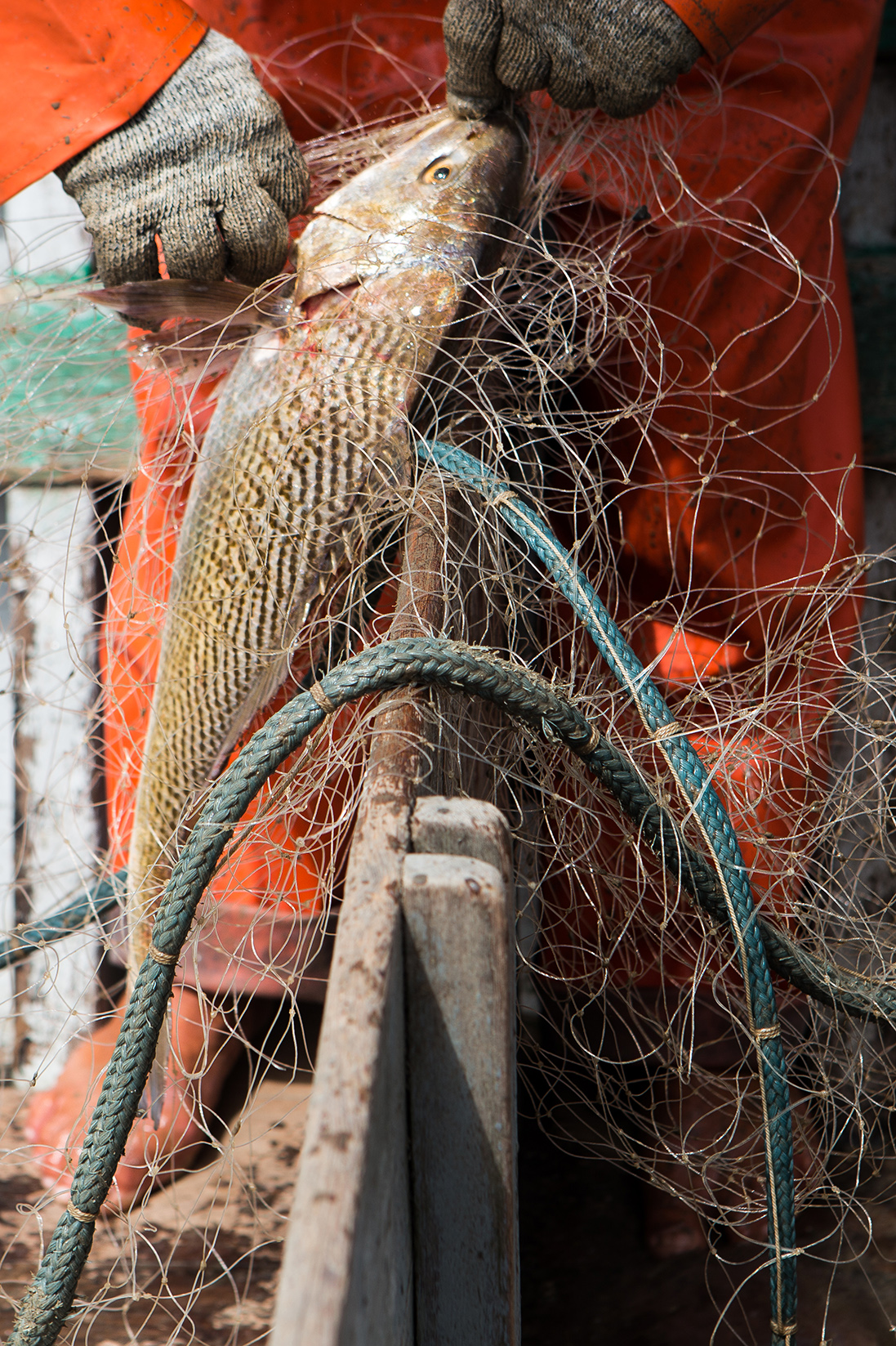 ronco-da-corvina-vitor-shimomura-documentario-fotografia