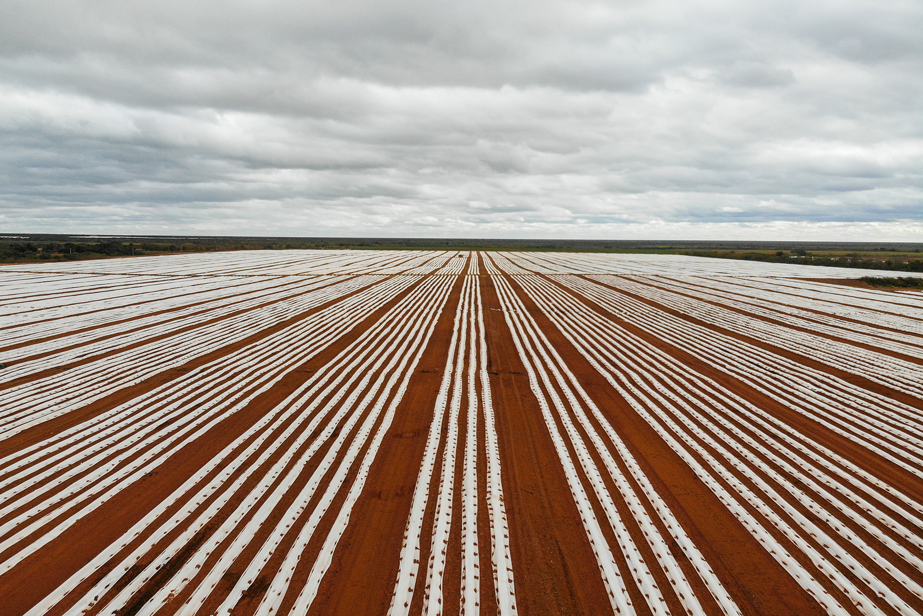 frutas-doces-vidas-amargas-vitor-shimomura-documentario-fotografia