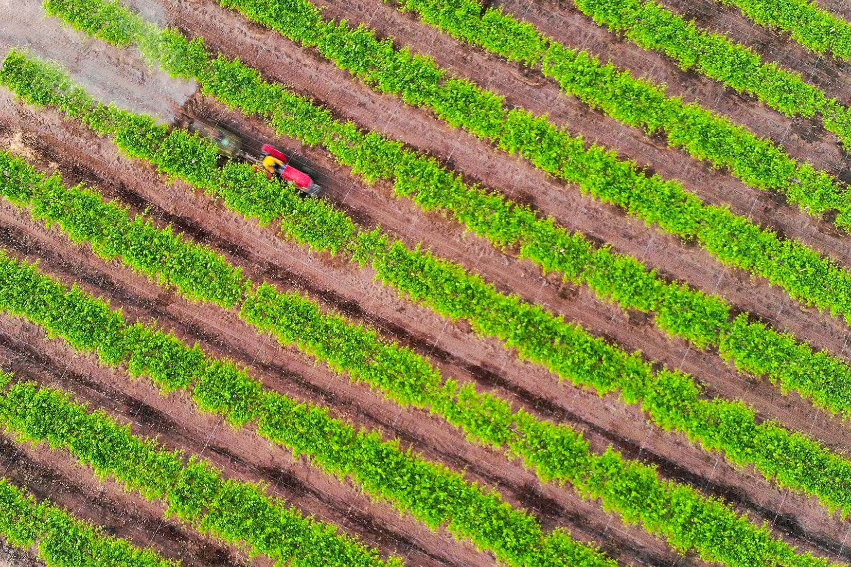 frutas-doces-vidas-amargas-vitor-shimomura-documentario-fotografia
